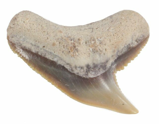 Fossil Tiger Shark Tooth - Florida #40295